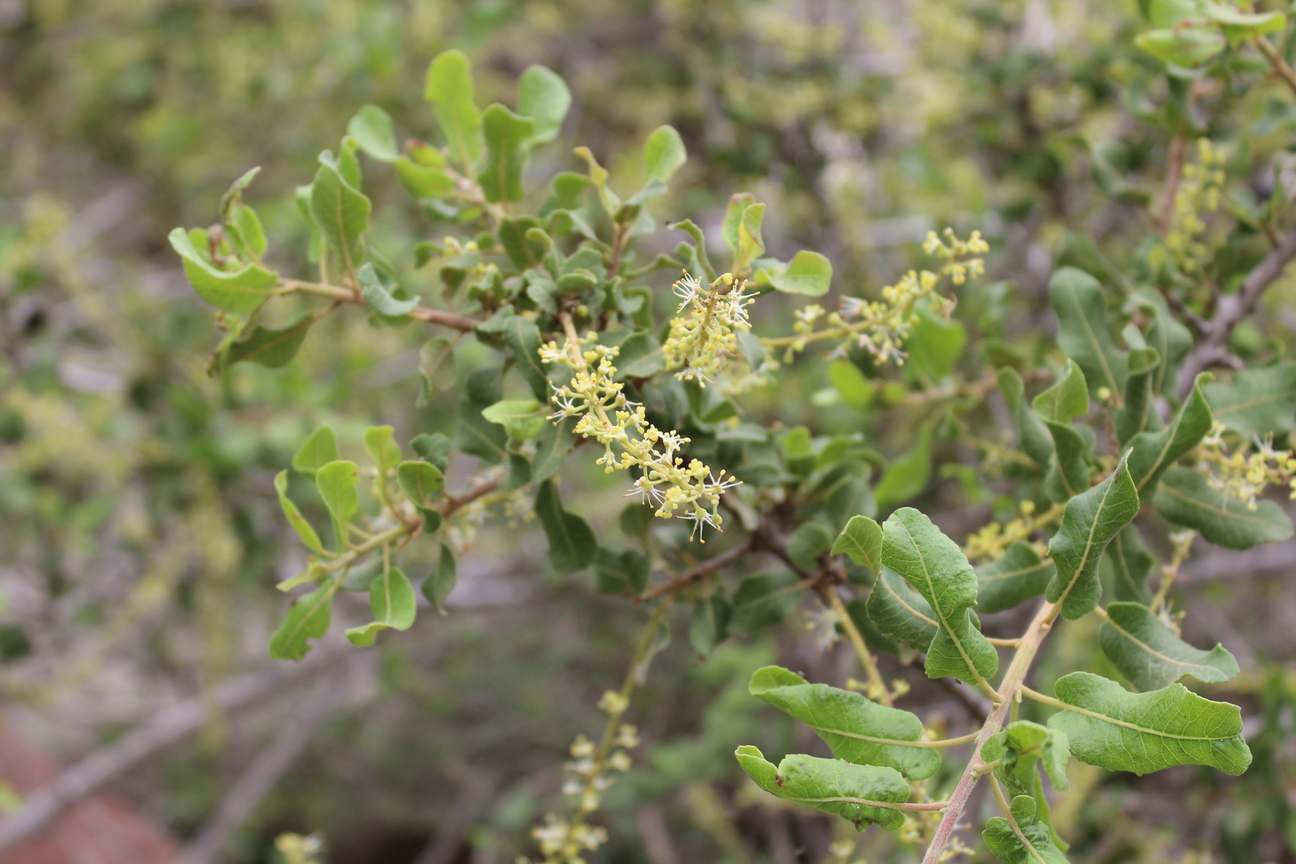 Plant Image
